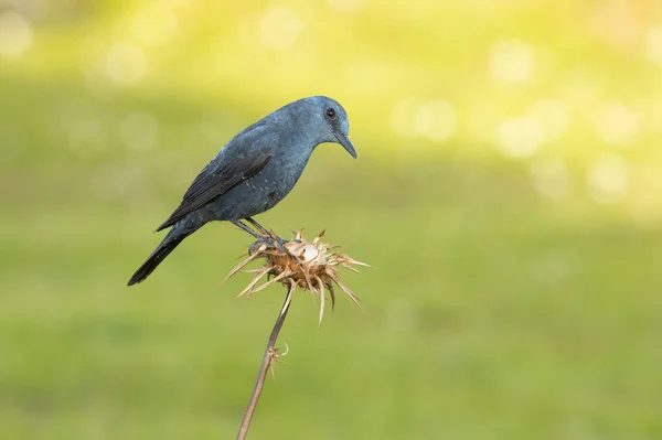 Male Blue rock thrush in breeding plumage with late afternoon lights in his breeding territory