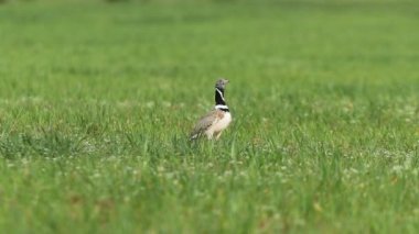 Erkek küçük hergele çiftleşme bölgesinde sabahın erken saatlerinde bir dişiye kur yapıyor.