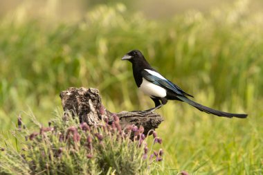 Çam ormanında günün ilk ışıklarıyla sıradan bir saksağan.