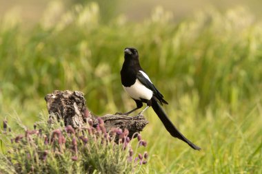 Çam ormanında günün ilk ışıklarıyla sıradan bir saksağan.