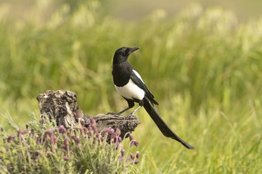 Çam ormanında günün ilk ışıklarıyla sıradan bir saksağan.