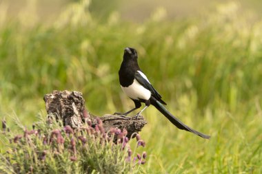 Çam ormanında günün ilk ışıklarıyla sıradan bir saksağan.