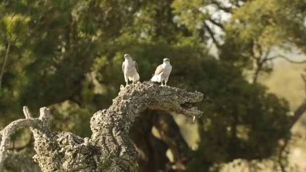 Βόρεια Goshawk Αρσενικό Και Θηλυκό Στο Αγαπημένο Τους Πέρκα Νωρίς — Αρχείο Βίντεο