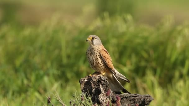 Male Common Kestrel Eating Newly Hunted Mouse His Favorite Perch — Stock Video