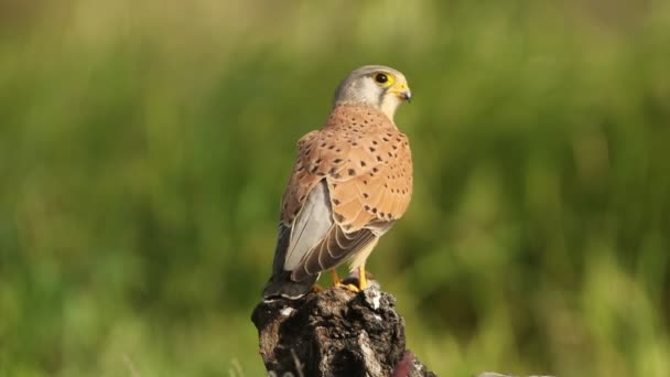 Male Common Kestrel Eating Newly Hunted Mouse His Favorite Perch — Stock Video