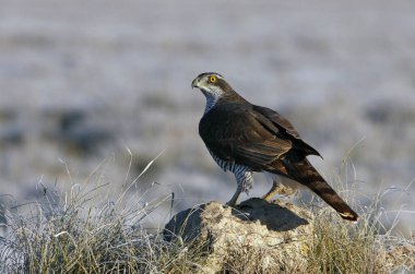 Yetişkin Kuzeyli erkek, günün son ışıklarında en sevdiği yerde.
