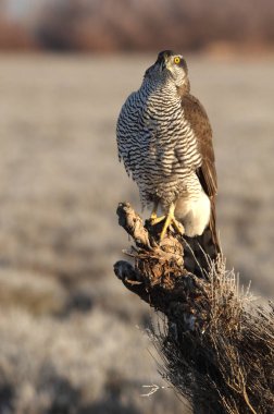 Yetişkin Kuzeyli erkek, günün son ışıklarında en sevdiği yerde.