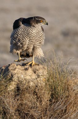 Yetişkin Kuzeyli erkek, günün son ışıklarında en sevdiği yerde.