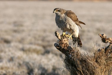 Yetişkin Kuzeyli erkek, günün son ışıklarında en sevdiği yerde.