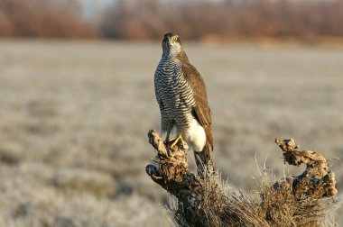 Yetişkin Kuzeyli erkek, günün son ışıklarında en sevdiği yerde.