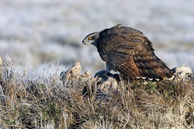 Yetişkin Kuzeyli erkek, günün son ışıklarında en sevdiği yerde.