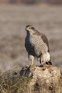 Yetişkin Kuzeyli erkek, günün son ışıklarında en sevdiği yerde.