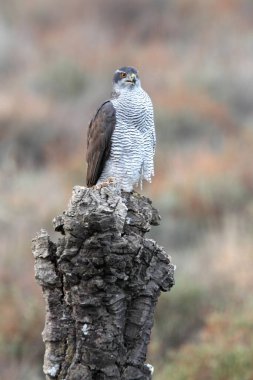 Yetişkin Kuzeyli erkek, günün son ışıklarında en sevdiği yerde.