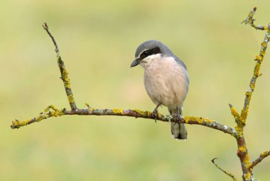 Güney gri örümcekkuşu Şafağın ilk ışığında Bir bahar günü üreme alanında