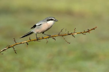 Güney gri örümcekkuşu Şafağın ilk ışığında Bir bahar günü üreme alanında