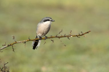 Güney gri örümcekkuşu Şafağın ilk ışığında Bir bahar günü üreme alanında
