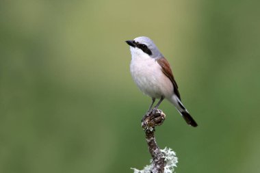 Kırmızı sırtlı erkek örümcekkuşu üreme alanında bir bahar günü şafağın ilk ışığında