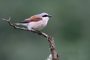Kırmızı sırtlı erkek örümcekkuşu üreme alanında bir bahar günü şafağın ilk ışığında