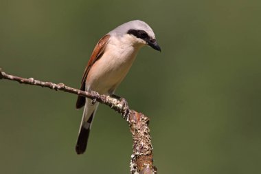 Kırmızı sırtlı erkek örümcekkuşu üreme alanında bir bahar günü şafağın ilk ışığında