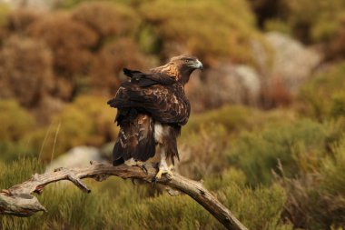Altın Kartal 'ın yaşlı erkeği günün ilk ışıklarıyla her zamanki gözetleme kulesinde