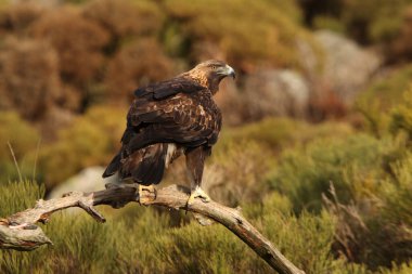 Altın Kartal 'ın yaşlı erkeği günün ilk ışıklarıyla her zamanki gözetleme kulesinde