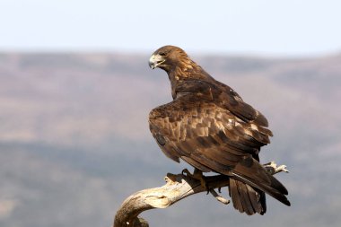 Altın Kartal 'ın yetişkin erkeği günün ilk ışıklarıyla her zamanki bakış açısında.