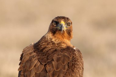 İki yaşındaki dişi Bonelli 'nin Kartalı en sevdiği tünekte gün ışığında