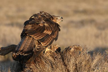 İki yaşındaki dişi Bonelli 'nin Kartalı en sevdiği tünekte gün ışığında