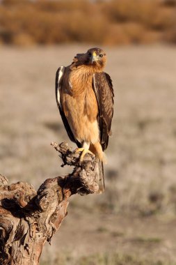 İki yaşındaki dişi Bonelli 'nin Kartalı en sevdiği tünekte gün ışığında