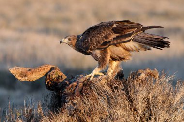 İki yaşındaki dişi Bonelli 'nin Kartalı en sevdiği tünekte gün ışığında
