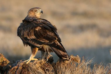 İki yaşındaki dişi Bonelli 'nin Kartalı en sevdiği tünekte gün ışığında