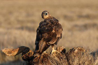 İki yaşındaki dişi Bonelli 'nin Kartalı en sevdiği tünekte gün ışığında
