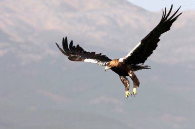 Yetişkin İspanyol İmparatorluk Kartalı günün ilk ışıklarıyla uçuyor