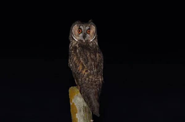 Long Eared Owl Its Favorite Perch First Thing Evening Starting — Stock Photo, Image