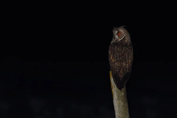 Uil Met Lange Oren Zijn Favoriete Baars Eerste Ding Avond — Stockfoto