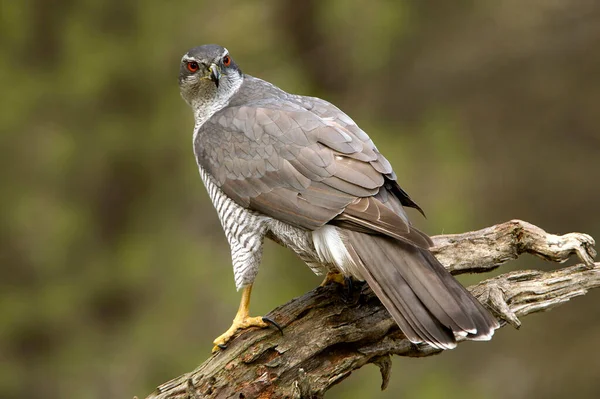 Ενηλίκων Βόρεια Goshawk Αρσενικό Στο Αγαπημένο Του Πέρκα Στα Τελευταία — Φωτογραφία Αρχείου