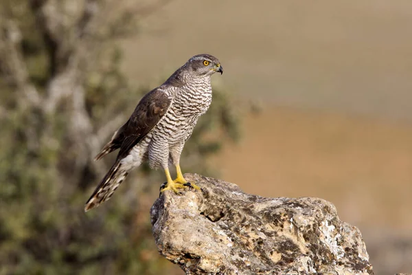 Dospělý Severní Goshawk Samec Svém Oblíbeném Bidýlku Posledních Denních Světlech — Stock fotografie