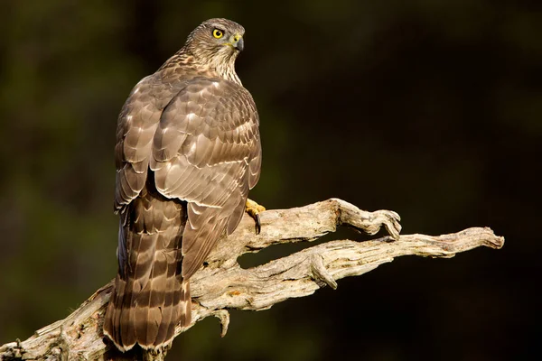 Junges Weibchen Des Nördlichen Habichts Mit Dem Ersten Tageslicht — Stockfoto