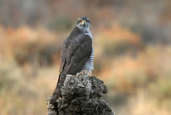 Adult Northern Goshawk Male His Favorite Perch Last Lights Day — Stock Photo, Image