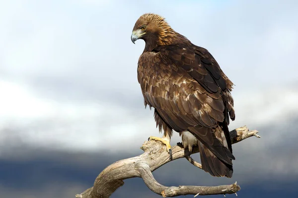 Adult Male Golden Eagle Branch Cloudy Day — Stock Photo, Image
