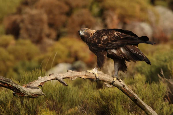 Vecchio Maschio Aquila Oro Nella Sua Solita Torre Guardia Con — Foto Stock