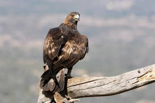 Ενηλίκων Αρσενικό Του Golden Eagle Στη Συνήθη Πλεονεκτική Θέση Του — Φωτογραφία Αρχείου