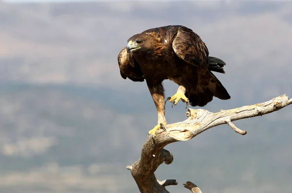 Maschio Adulto Golden Eagle Nel Suo Solito Punto Osservazione Con — Foto Stock