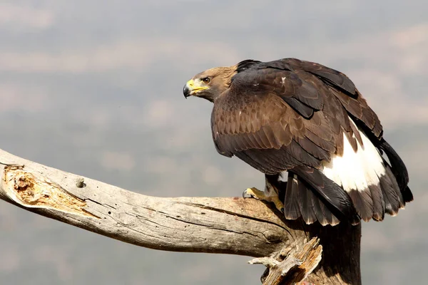 Young Golden Eagle His Usual Watchtower First Light Day — Stock Photo, Image