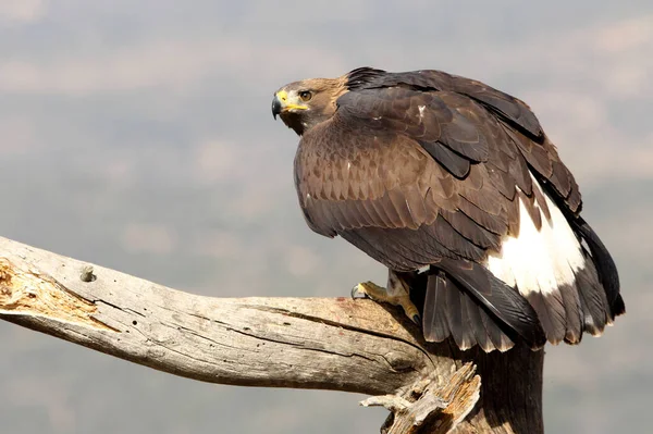 Jeune Aigle Doré Dans Tour Guet Habituelle Avec Première Lumière — Photo