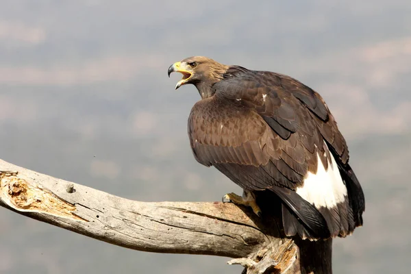 Nuori Golden Eagle Tavallisessa Vartiotornissaan — kuvapankkivalokuva