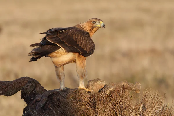 Dvouletá Fenka Bonelli Eagle Svém Oblíbeném Bidýlku Ranního Světla — Stock fotografie