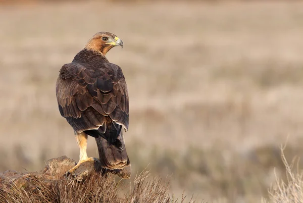 Aigle Bonelli Femelle Deux Ans Perche Préférée Début Journée — Photo