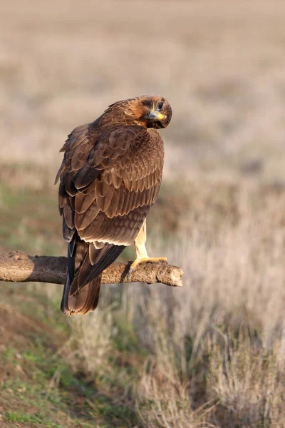 Two Year Old Female Bonelli Eagle Her Favorite Perch Early — Stock Photo, Image