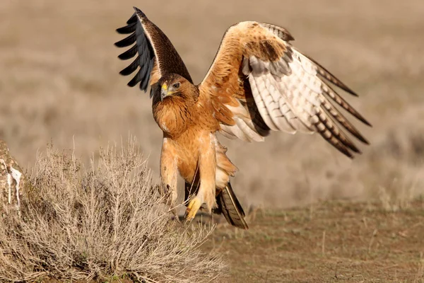 Dvouletá Fenka Bonelli Eagle Svém Oblíbeném Bidýlku Ranního Světla — Stock fotografie